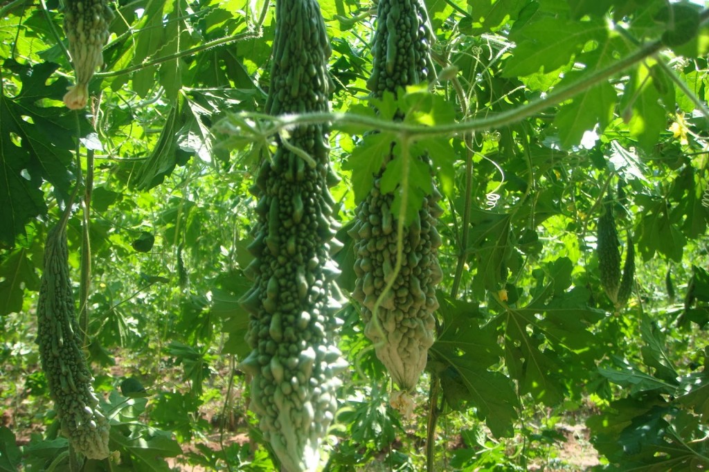 Classification Of Karela Plant