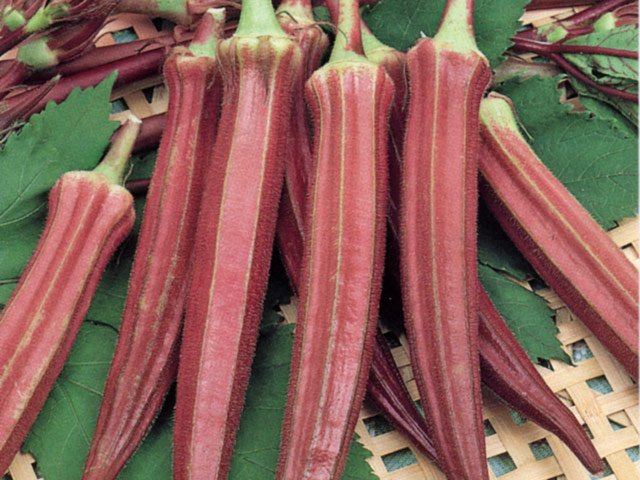 Okra+Life+Cycle RED BURGUNDY OKRA | GreenMyLife - all about gardens GreenMyLife - all ...