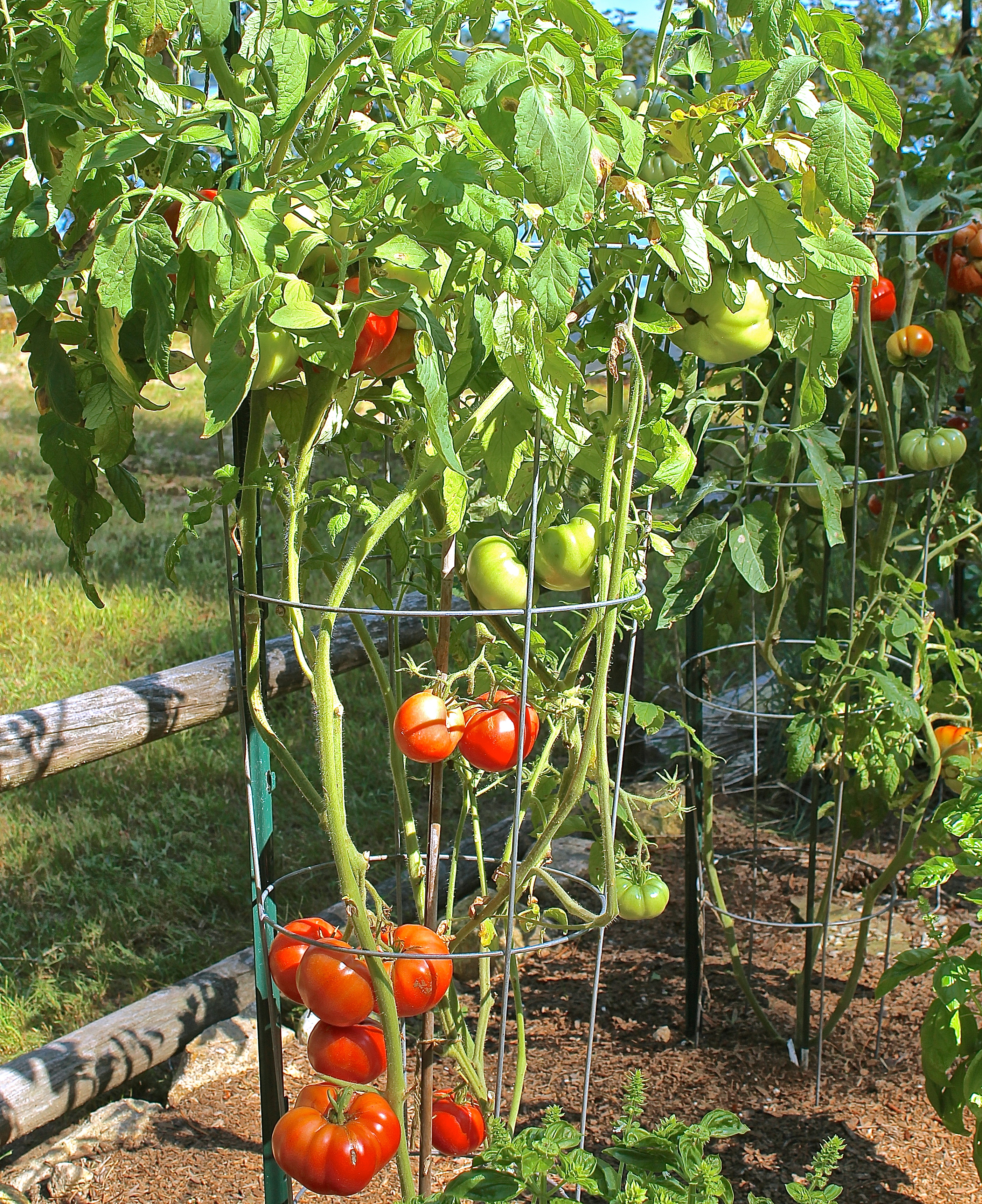 tomato | Pastile pentru slabit din plante