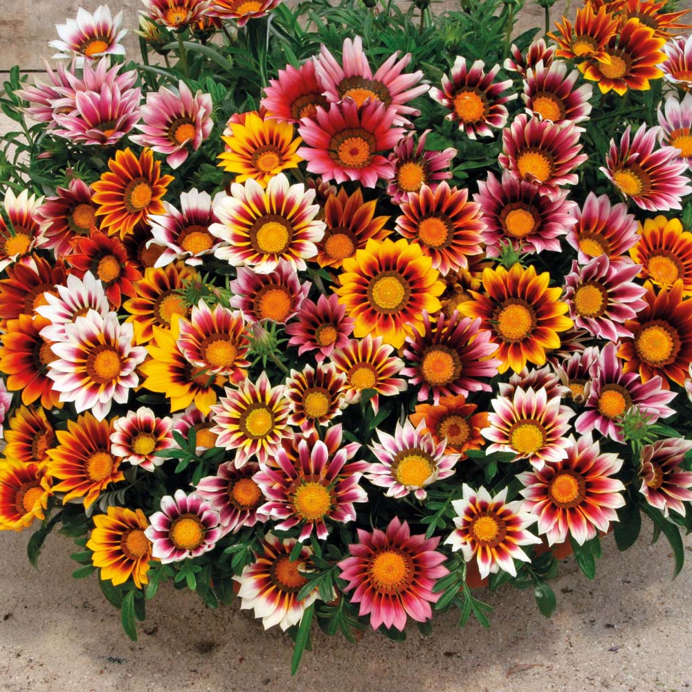 Gazania Sun shine mix pack of 50 seeds GreenMyLife Anyone can