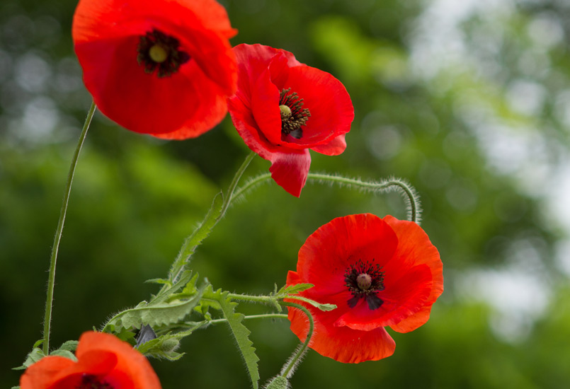 Poppy Red Seeds - GreenMyLife - Anyone can Garden