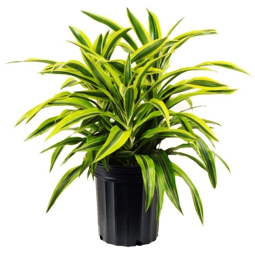 Indoor Air Purifying Plants Top 10 Air Purifying Plants to Have Indoors