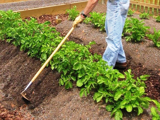 potatoes potato growing hilling plants garden grow when guide base dirt use straw crop