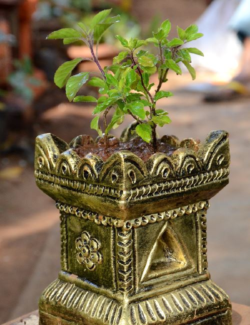 Tulasi Brindavan - 4 inches Pot (Ocimum sanctum), Only for ...