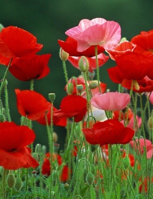 Indian Poppy Mix Greenmylife Anyone Can Garden